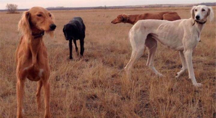 The Kazakh breed Tazy is not recognized in the International Cynological Federation