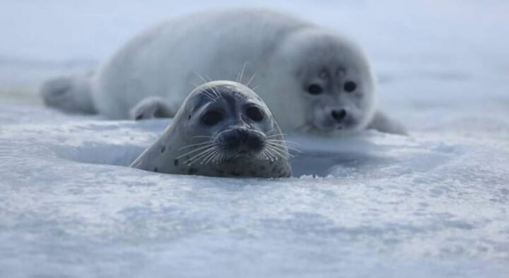 The authorities of Turkmenistan tried to hide the mass death of seals in the south of the Caspian Sea