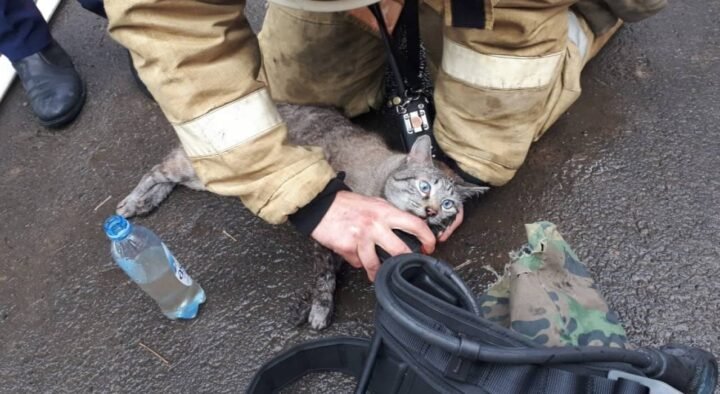 The cat was pumped out after a fire in Almaty