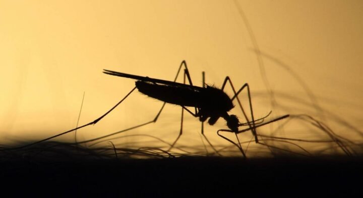 Mosquitoes attacked Semey